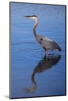 USA, California, San Diego, Lakeside. Great Blue Heron-Jaynes Gallery-Mounted Photographic Print