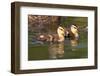 USA, California, San Diego, Lakeside. Mallard Ducklings-Jaynes Gallery-Framed Photographic Print