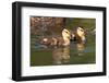 USA, California, San Diego, Lakeside. Mallard Ducklings-Jaynes Gallery-Framed Photographic Print