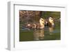 USA, California, San Diego, Lakeside. Mallard Ducklings-Jaynes Gallery-Framed Photographic Print