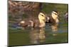 USA, California, San Diego, Lakeside. Mallard Ducklings-Jaynes Gallery-Mounted Photographic Print