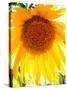 USA, California, San Diego. Mammoth Sunflower-Jaynes Gallery-Stretched Canvas
