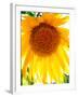 USA, California, San Diego. Mammoth Sunflower-Jaynes Gallery-Framed Premium Photographic Print