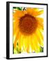 USA, California, San Diego. Mammoth Sunflower-Jaynes Gallery-Framed Premium Photographic Print