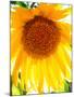 USA, California, San Diego. Mammoth Sunflower-Jaynes Gallery-Mounted Premium Photographic Print