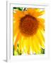 USA, California, San Diego. Mammoth Sunflower-Jaynes Gallery-Framed Photographic Print