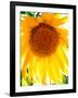 USA, California, San Diego. Mammoth Sunflower-Jaynes Gallery-Framed Photographic Print