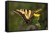 USA, California, San Diego, Mission Trails, an Anise Swallowtail-Jaynes Gallery-Framed Stretched Canvas