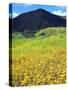 USA, California, San Diego, Mission Trails Regional Park. Wildflowers-Jaynes Gallery-Stretched Canvas