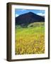 USA, California, San Diego, Mission Trails Regional Park. Wildflowers-Jaynes Gallery-Framed Photographic Print