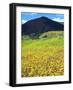 USA, California, San Diego, Mission Trails Regional Park. Wildflowers-Jaynes Gallery-Framed Photographic Print