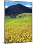 USA, California, San Diego, Mission Trails Regional Park. Wildflowers-Jaynes Gallery-Mounted Photographic Print