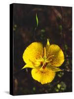 USA, California, San Diego, Mission Trails Regional Park. Wildflowers-Jaynes Gallery-Stretched Canvas