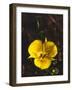 USA, California, San Diego, Mission Trails Regional Park. Wildflowers-Jaynes Gallery-Framed Photographic Print