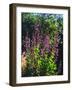 USA, California, San Diego, Mission Trails, Showy Penstemon Flowers-Jaynes Gallery-Framed Photographic Print