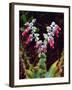 USA, California, San Diego, Mission Trails, Succulent Wildflowers-Jaynes Gallery-Framed Photographic Print