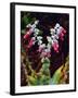 USA, California, San Diego, Mission Trails, Succulent Wildflowers-Jaynes Gallery-Framed Photographic Print