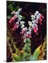 USA, California, San Diego, Mission Trails, Succulent Wildflowers-Jaynes Gallery-Mounted Photographic Print