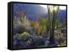 USA, California, San Diego. Ocotillo at Sunset in Anza Borrego Desert-Jaynes Gallery-Framed Stretched Canvas