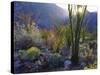 USA, California, San Diego. Ocotillo at Sunset in Anza Borrego Desert-Jaynes Gallery-Stretched Canvas