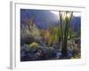 USA, California, San Diego. Ocotillo at Sunset in Anza Borrego Desert-Jaynes Gallery-Framed Photographic Print