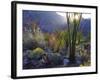 USA, California, San Diego. Ocotillo at Sunset in Anza Borrego Desert-Jaynes Gallery-Framed Photographic Print