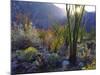 USA, California, San Diego. Ocotillo at Sunset in Anza Borrego Desert-Jaynes Gallery-Mounted Photographic Print