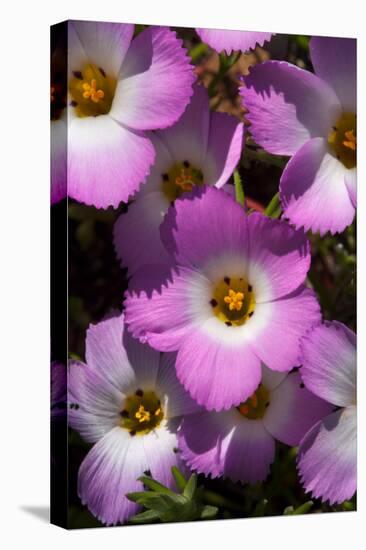 USA, California, San Diego. Phlox Wildflowers in Rattlesnake Canyon-Jaynes Gallery-Stretched Canvas