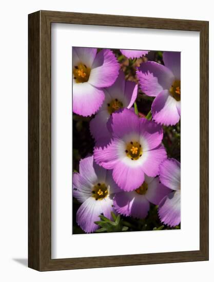 USA, California, San Diego. Phlox Wildflowers in Rattlesnake Canyon-Jaynes Gallery-Framed Photographic Print