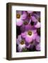 USA, California, San Diego. Phlox Wildflowers in Rattlesnake Canyon-Jaynes Gallery-Framed Photographic Print