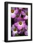 USA, California, San Diego. Phlox Wildflowers in Rattlesnake Canyon-Jaynes Gallery-Framed Photographic Print