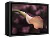 USA, California, San Diego, Pink Calla Lily-Ann Collins-Framed Stretched Canvas