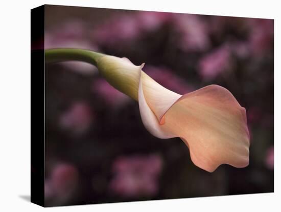 USA, California, San Diego, Pink Calla Lily-Ann Collins-Stretched Canvas
