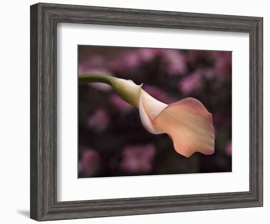 USA, California, San Diego, Pink Calla Lily-Ann Collins-Framed Photographic Print