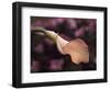 USA, California, San Diego, Pink Calla Lily-Ann Collins-Framed Photographic Print