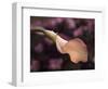 USA, California, San Diego, Pink Calla Lily-Ann Collins-Framed Photographic Print