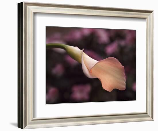 USA, California, San Diego, Pink Calla Lily-Ann Collins-Framed Photographic Print