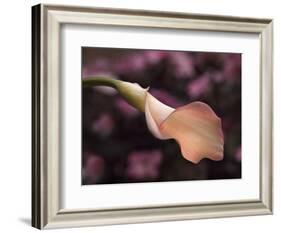 USA, California, San Diego, Pink Calla Lily-Ann Collins-Framed Photographic Print