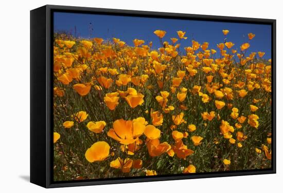 USA, California, San Diego. Poppy Wildflowers in Rattlesnake Canyon-Jaynes Gallery-Framed Stretched Canvas