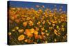 USA, California, San Diego. Poppy Wildflowers in Rattlesnake Canyon-Jaynes Gallery-Stretched Canvas