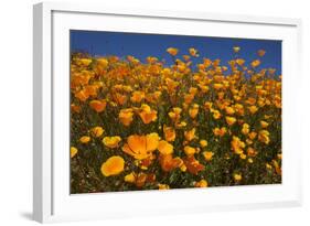 USA, California, San Diego. Poppy Wildflowers in Rattlesnake Canyon-Jaynes Gallery-Framed Photographic Print