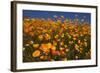 USA, California, San Diego. Poppy Wildflowers in Rattlesnake Canyon-Jaynes Gallery-Framed Photographic Print