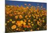 USA, California, San Diego. Poppy Wildflowers in Rattlesnake Canyon-Jaynes Gallery-Mounted Photographic Print