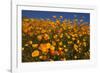 USA, California, San Diego. Poppy Wildflowers in Rattlesnake Canyon-Jaynes Gallery-Framed Photographic Print