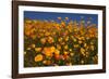 USA, California, San Diego. Poppy Wildflowers in Rattlesnake Canyon-Jaynes Gallery-Framed Photographic Print