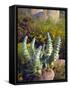 USA, California, San Diego, Succulent-Jaynes Gallery-Framed Stretched Canvas