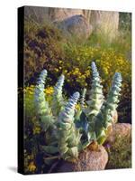 USA, California, San Diego, Succulent-Jaynes Gallery-Stretched Canvas