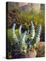 USA, California, San Diego, Succulent-Jaynes Gallery-Stretched Canvas