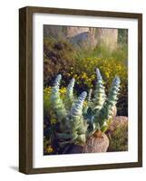 USA, California, San Diego, Succulent-Jaynes Gallery-Framed Photographic Print