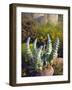 USA, California, San Diego, Succulent-Jaynes Gallery-Framed Photographic Print